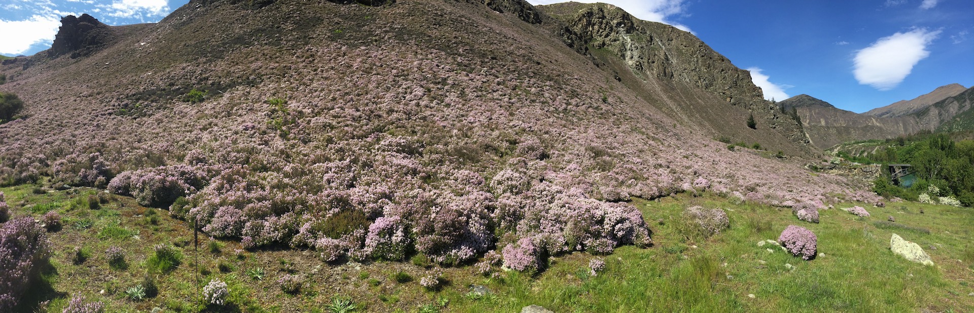 thyme on the steep mountains