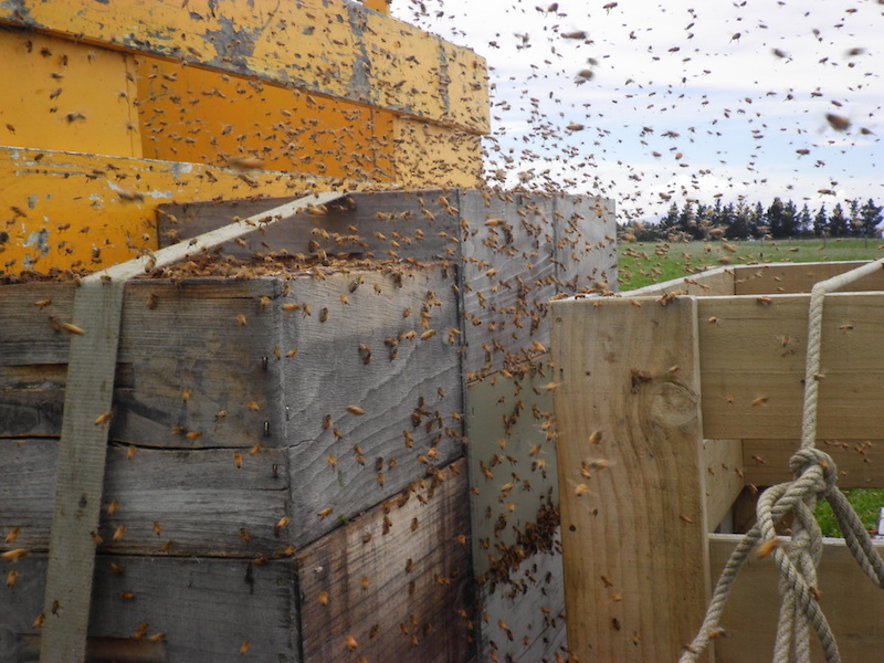 Beehives in Archers Apiries