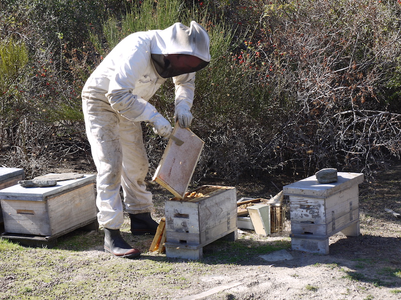 Beehives in Archers Apiries