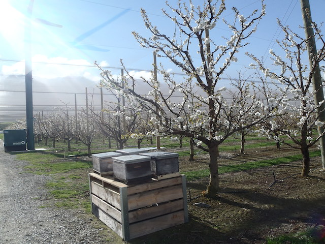 cherry orchard pollination