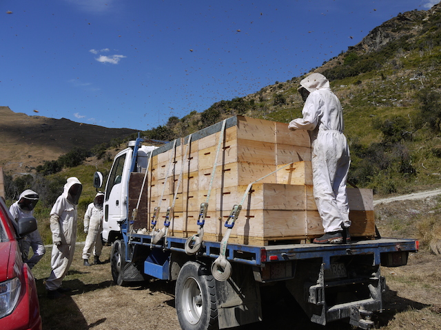 moving beehives
